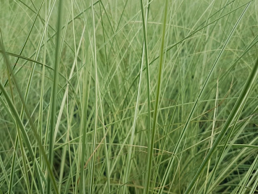 Miscanthus sinensis Morning Light